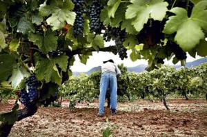 grapevine_wideweb__470x3130