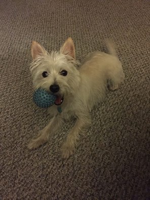 13007280_10153790723533591_8179608565378211959_n